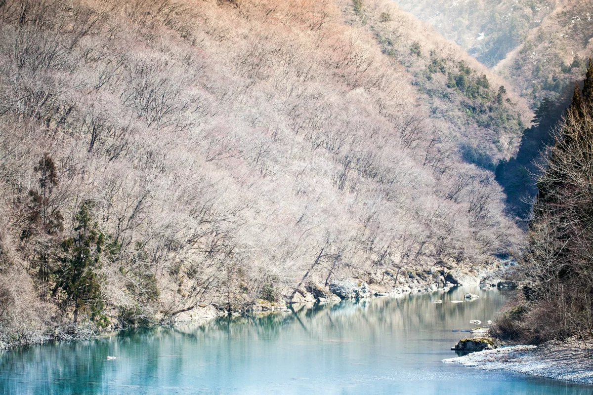 The Nippon Collection